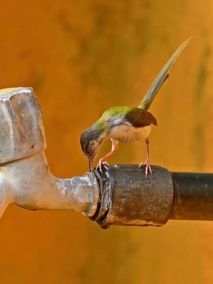 Avian Wonders of India photo 15