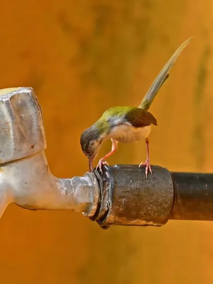 A tiny Common Tailorbird finds precious moisture from the same dripping tap. It is a reminder that our infrastructure, and our wastefulness, has a direct impact on the smallest of creatures.