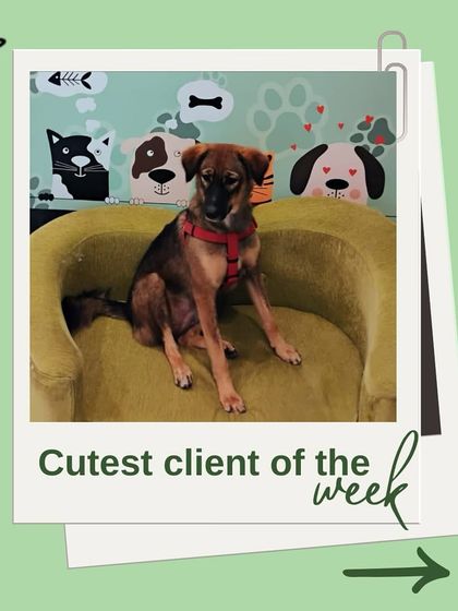 Tails of the City - Pet Grooming Our Happy Doggos photo 17