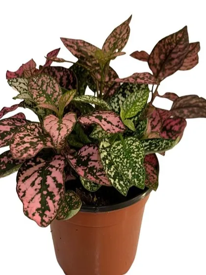 Add a splash of color with a Polka Dot Plant (Hypoestes). Its unique pink and green speckled leaves make it a standout choice, available at a great price.
