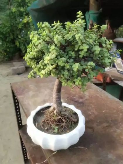 A young Jade plant in a white pot, showing its thick trunk and healthy leaves. A great start for a bonsai project.