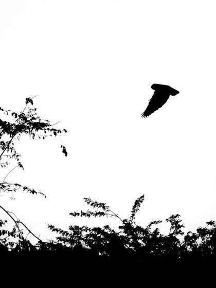 A high-key black and white shot of an Indian Eagle Owl in flight against the sky over the abandoned mines of the Aravallis.