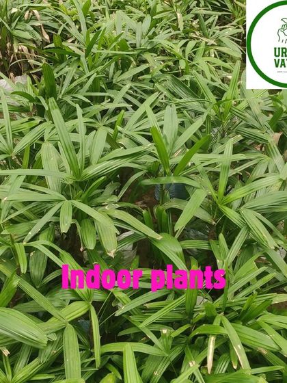 A dense collection of Rhapis Palms, showing how they can be used to create a lush, green look.