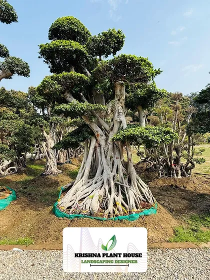 A majestic Ficus bonsai with a powerful exposed root structure, planted in a nursery setting. We nurture these trees until they are ready for our clients' gardens.
