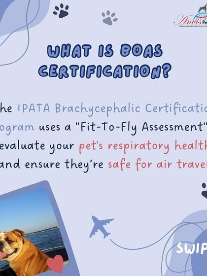 Anvis - Pet Relocation Specialized Care & Travel Options photo 8