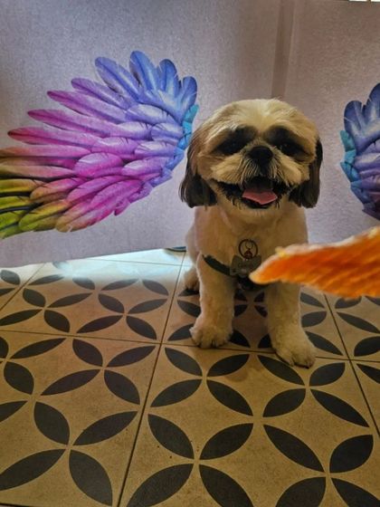 A tasty treat for a good pup. Along with our rainy season care tips, we always reward our furry clients for their patience during grooming.