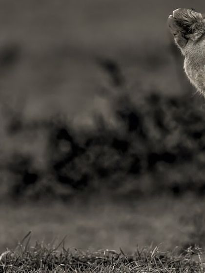 The Guardian. This lioness is ever watchful, protecting her kill and her pride. Her gaze is a powerful reminder of her role as both provider and protector.