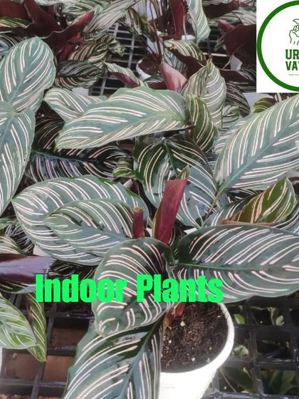 The Calathea Ornata, or Pinstripe Calathea, features beautiful pink stripes on its dark green leaves.
