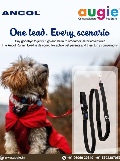 Augie Pets - Pet Supplies Adventure-Ready Gear for Every Outing photo 9