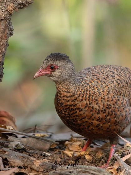 A Red Spurfowl cautiously emerging from the undergrowth. These ground-dwelling birds are shy, and getting a clear shot like this is a reward for patience.