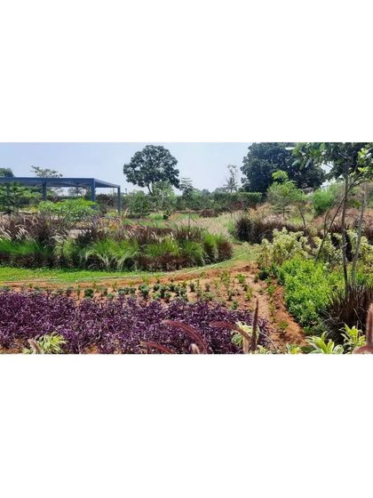 A view of an upcoming project in South Bangalore, showcasing a rich palette of native plants and ornamental grasses. This reflects our focus on creating ecologically sound and visually diverse landscapes.