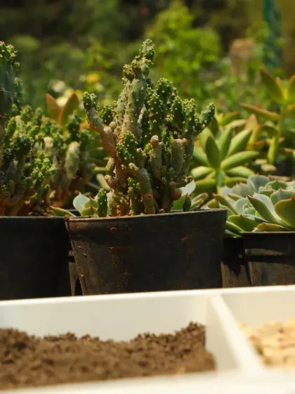 A close-up of the fresh cacti and succulents available at our DIY bar. I keep a wide variety of textures and shapes so you can find the perfect combination for your creation.