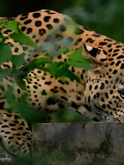 There's nothing like the thrill of spotting a leopard through the dense foliage. This one was taking a drink, almost completely hidden. I waited for that perfect moment when it looked up, its eyes telling a story of the wild. This is what authentic, unstaged wildlife photography is all about.