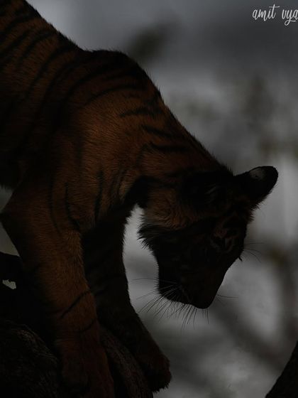 Ranthambore: Land of Legendary Tigers photo 21