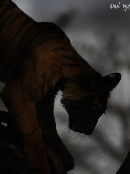 A tiger cub descending from a tree in near darkness. Low-light photography is a challenge in the jungle, and I provide hands-on guidance for nailing these difficult but rewarding shots.