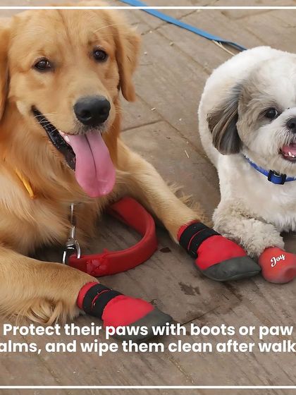 Kuddle - Pet Store Pawsome Products for Pups photo 8