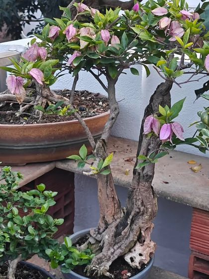 A lovely pink Bougainvillea bonsai on my terrace shelf. Its gnarled trunk and vibrant flowers add a splash of color and character to the collection.