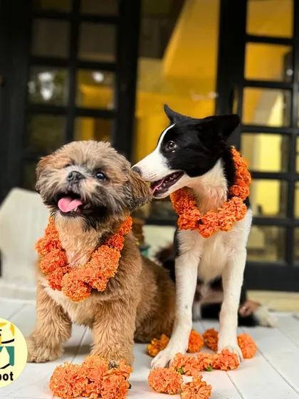 A sweet moment between two friends during our Kukur Tihar celebration. The marigold garlands look beautiful on them as they share a friendly nuzzle.