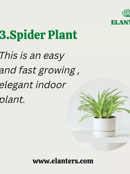 Plant Care Tips & Supplies photo 20