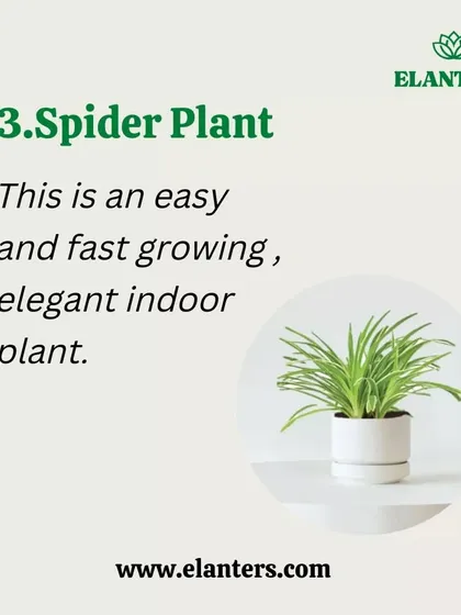 Air Purifier 3: The Spider Plant. This elegant and fast-growing indoor plant is one of the best for removing common household toxins from the air.