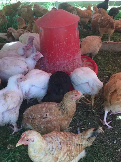 This is a look at our young meat chickens, a mix of Cornish Cross and Red Broilers, getting their start on fresh grass. Raising them this way from a young age ensures they are healthy and happy.