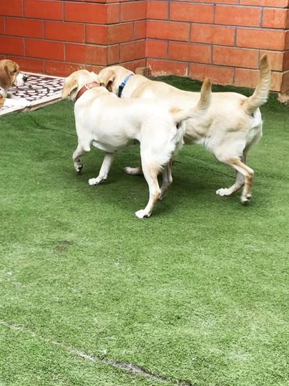 Becky's Bow Wow House - Dog Daycare Our Playground & Pack photo 52