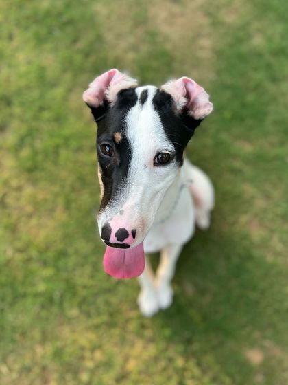 Our very own in-house Stuart Little, a.k.a. TinTin, with his adorable floppy ears.