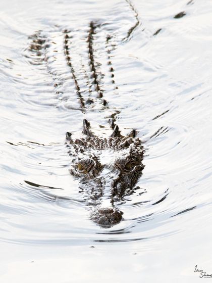 An Estuarine Crocodile swimming towards me in Singapore. The bright, rippling water creates a high-key effect, making the dark, menacing form of the crocodile even more prominent and intimidating.