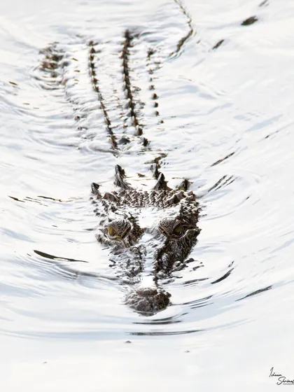 An Estuarine Crocodile swimming straight towards me in Singapore. The bright, reflective water creates a high-key effect, giving this shot a tense, almost ethereal feel as the scaled beast emerges from the white.