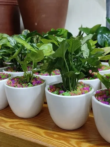 A close-up of our wedding return gifts, showing Syngonium plants potted with colorful pebbles in white ceramic pots.