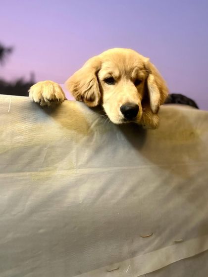 A sweet Golden Retriever puppy peeking over a barrier, looking curious and absolutely adorable.