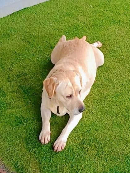 Lucy doing a "sploot" on the grass. She is a sweet girl who needs a loving family.