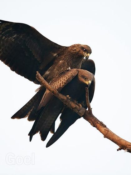 Black Kites are opportunistic hunters and are found in high density in Delhi. This mating took place on a dry branch against a white sky, creating a very clear and graphic image of this common but powerful raptor.