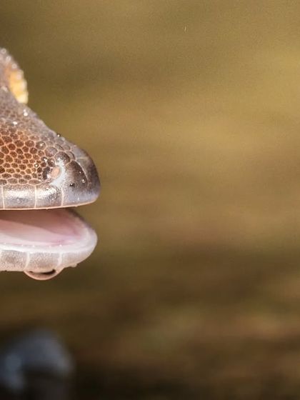 Macro & Miniature Worlds photo 5