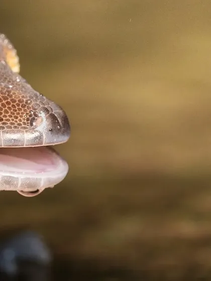 Another angle of the Deccan Banded Gecko cleaning its eye, showing the texture of its skin and the water droplets from the rain.