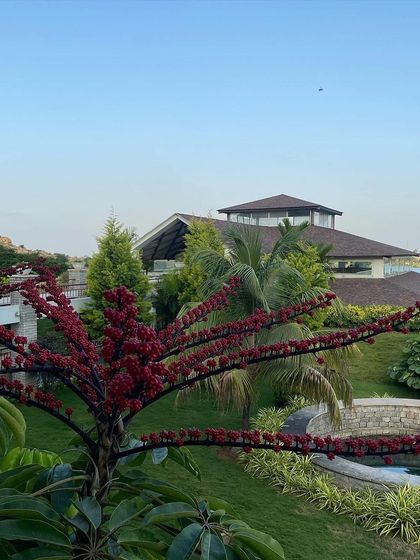 A unique, flowering tree on our property. The diverse and sometimes unusual flora is part of what makes our retreat a special place to immerse yourself in nature.