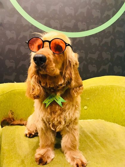 Tails of the City - Pet Spa & Creative Styling Our Happy Pack: Client Gallery photo 10