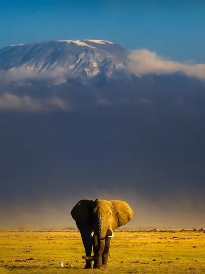 To witness the giants of Amboseli walk against the backdrop of a snow-capped Mount Kilimanjaro is to see a timeless portrait of Africa. I followed this bull elephant for an hour, waiting for this perfect alignment of creature and landscape, a moment where the scale of nature leaves you in complete awe.