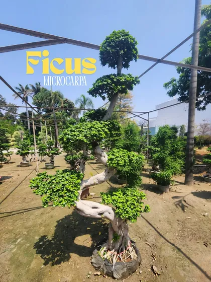 We believe landscaping is an art form. This Ficus Microcarpa topiary, with its gracefully sculpted, winding trunk, is a living sculpture that adds a unique and sophisticated focal point to any garden design.