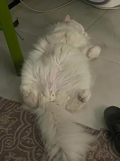 Theo has grown into such a fine young man! This is him showing off his fluffy belly, a sign of ultimate trust.