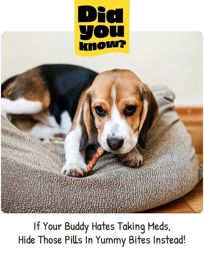 Pet Warehouse - Veterinary Services Vet-Approved Wellness & Nutrition Advice photo 6