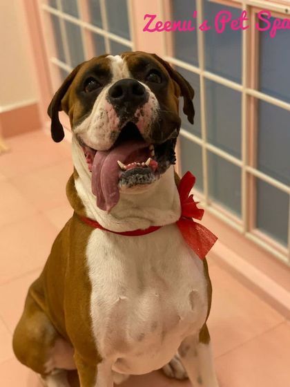 Zeenu's Pet Spa - Dog Grooming & Spa Gentle Giants & Large Breed Care photo 14