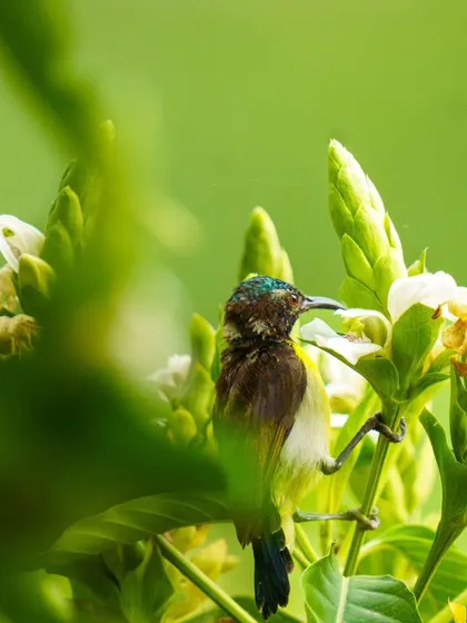 A sunbird feeds on nectar from a white flower, partially obscured by leaves.
