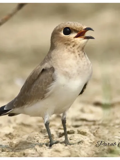 The Small Pratincole, also known as the Small Indian Pratincole, is an unusual wader that often hunts insects on the wing, like a swallow. They breed on sand and gravel banks along rivers.