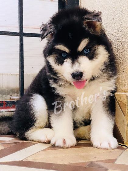 This male puppy is ready for his forever home. He has bright blue eyes, a thick coat, and a friendly, inquisitive look.