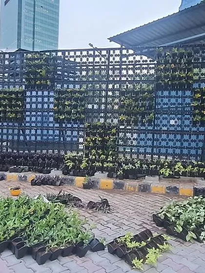 Our team beginning the installation of a vertical garden at the Airtel company project, laying out the plants according to the pre-approved design.
