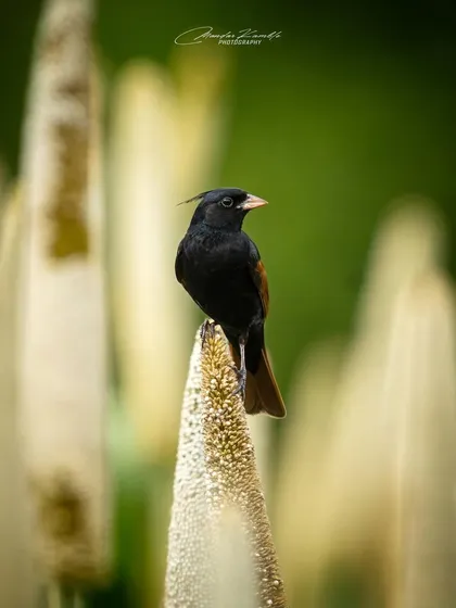 A male Crested Bunting perched atop a millet stalk. The blurred background of other stalks creates a nice sense of depth.