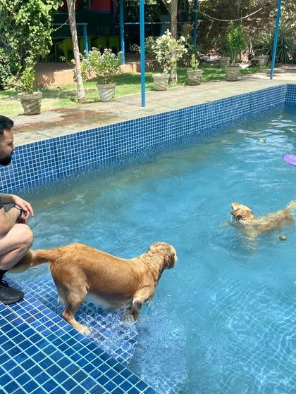 A pet parent watches over his two Goldens as they enjoy their swim. We welcome owners to be part of the experience.