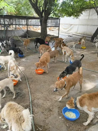 A wide view of one of our enclosures, where dogs eat and play together. Sterilization is non-negotiable here; it keeps the peace and is the cornerstone of responsible, lifelong care.