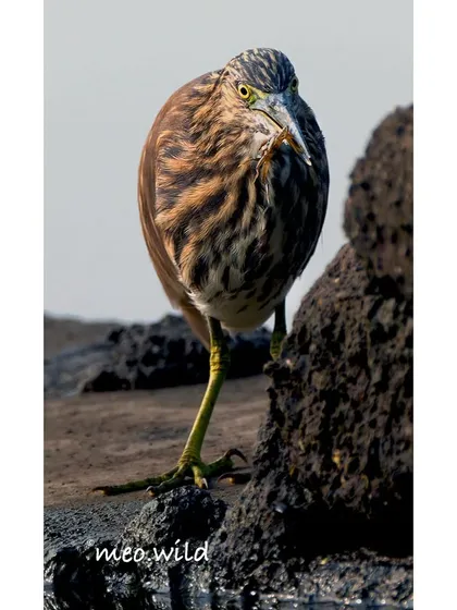 Action shots are my favorite challenge! I waited patiently to capture this Pond Heron at the exact moment it snatched a small crab for its meal. It’s a raw, powerful glimpse into the daily life of a wetland predator.